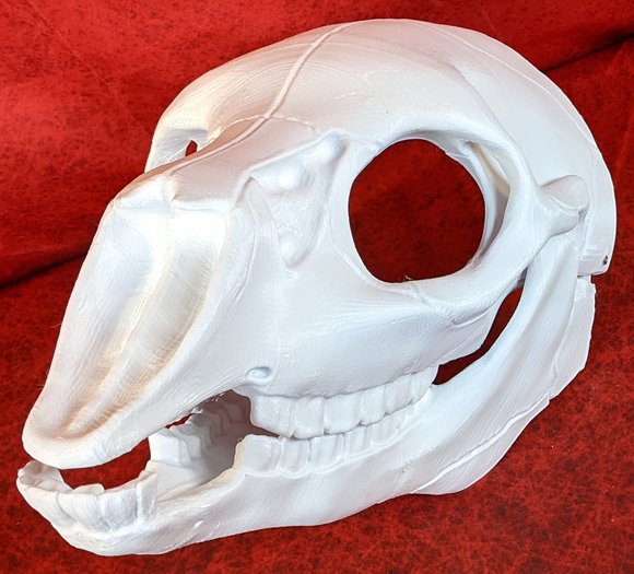 Bovine/Cervine Skull