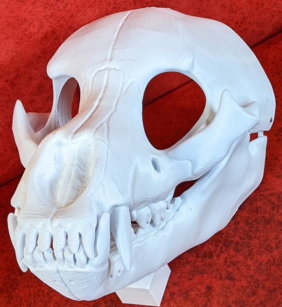 Bear Skull