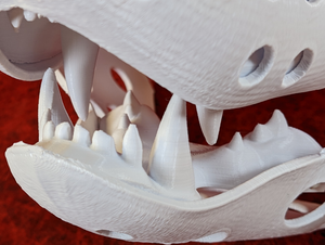 Small Carnivore Realistic Style Jawset