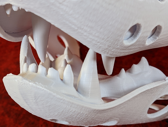 Small Carnivore Realistic Style Jawset