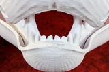 Large Carnivore Realistic Style Jawset