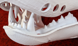 Large Carnivore Realistic Style Jawset
