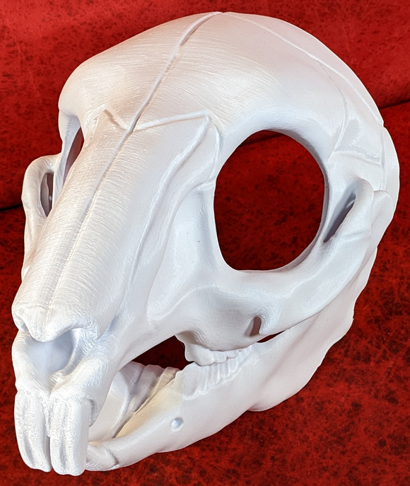 Bunny/Rodent Skull