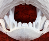 Medium Bear Realistic Style Jawset