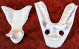 Medium Bear Realistic Style Jawset