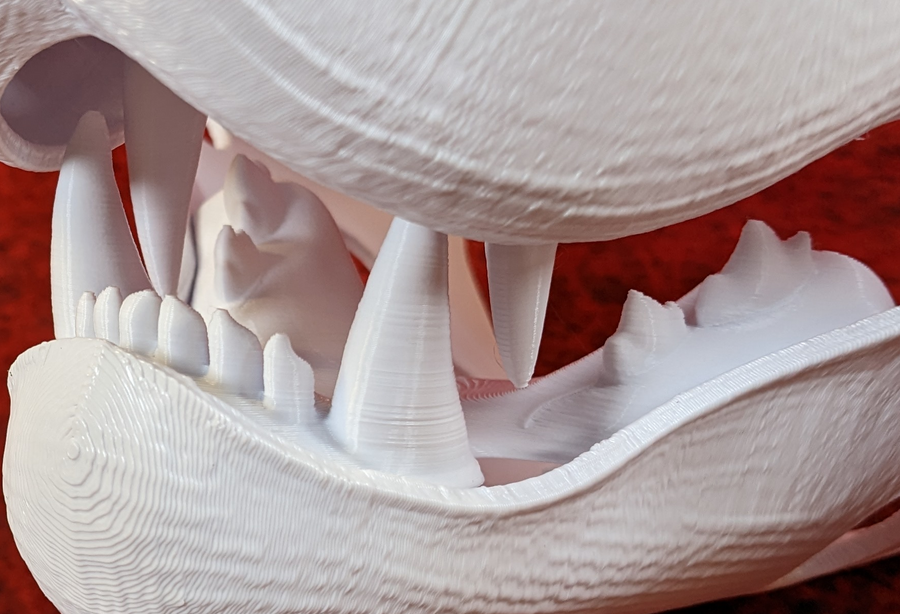 Medium Feline Realistic Style Jawset