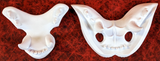 Medium Feline Realistic Style Jawset
