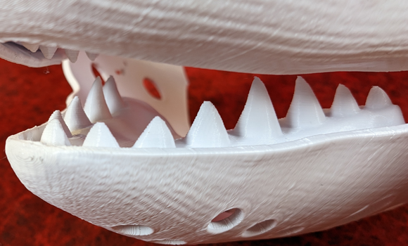 Medium Shark Jawset
