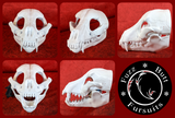Small Canine Skull